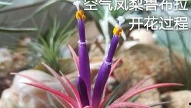 妖精开花在线视频,探寻神秘生物的奇幻世界