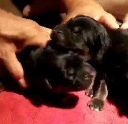 中牧在线视频专辑,探寻畜牧业的科技与智慧之光