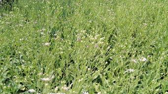 野草在线视频九色,探寻自然色彩的奇幻之旅