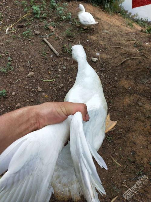 花鸭在线视频,探索视觉艺术的新境界